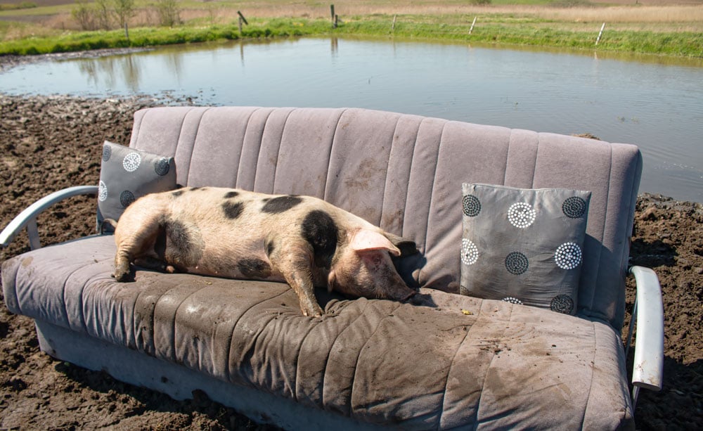 Magelig gris på Helgenæs drømmer om et biogasanlæg